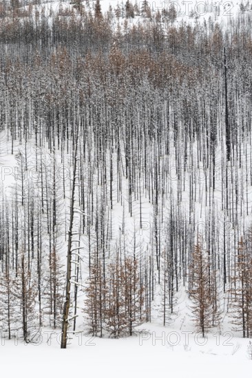 After the forest fire... Deadwood in Yellowstone National Park, charred tree skeletons, USA, view over a vast, largely dead forest, coniferous forest in winter with snow, snow, United States of America, nature in Yellowstone NP, Wyoming, North America