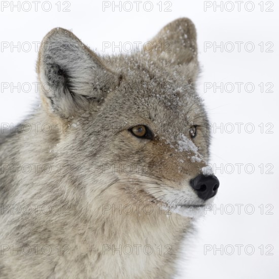 Coyote (Canis latrans), adult, in winter, attentively observing the snowfall, close-up, detailed, expressive head portrait, snowflakes in long-haired winter fur, nature in Yellowstone NP, Wyoming, North America, United States of America