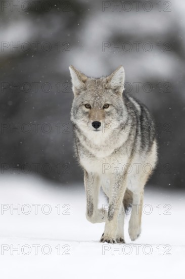 Coyote (Canis latrans), in winter, runs directly towards the camera in light snowfall, appealingly deep perspective, beautiful colours, natural background, close, eye contact, nature in Yellowstone NP, Wyoming, USA, North America, United States of America
