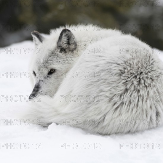 Curled up in the snow... Timberwolf (Canis lupus lycaon), grey wolf, grey wolf or simply wolf in winter, resting in the snow, protects the sensitive side of the belly by curling up, but also helps against heat loss in the cold, nature in Yellowstone NP, Wyoming, North America, United States of America