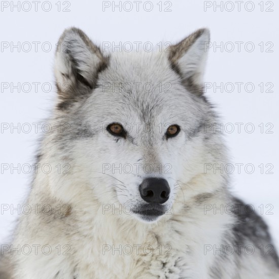 Grey wolf, Timberwolf wolf (Canis lupus) in winter, close-up, lying, wolf resting in the snow, photographed at eye level, detailed close-up, amber-coloured expressive eyes, nature in Yellowstone NP, Montana, USA, Yellowstone, Wyoming, North America, United States of America
