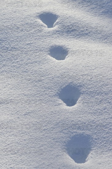 Fox, red fox (Vulpes vulpes), tracks in the snow, track, animal track, animal track, footsteps, footprints in winter, nature in Yellowstone NP, Wyoming, USA