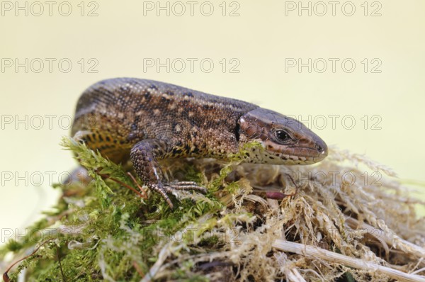 On the move... Wood lizard (Zootoca vivipara) sunbathing on a moss-covered tree stump, nature in North Rhine-Westphalia, Germany, Western Europe