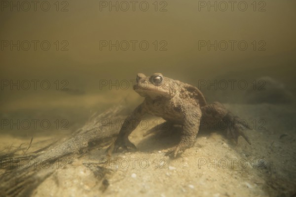 During the spawning season... Common toad (Bufo bufo) sitting on the bottom of a body of water, under water, waiting for a female, Lower Rhine, Rhine district Neuss, North Rhine-Westphalia, Germany, Western Europe