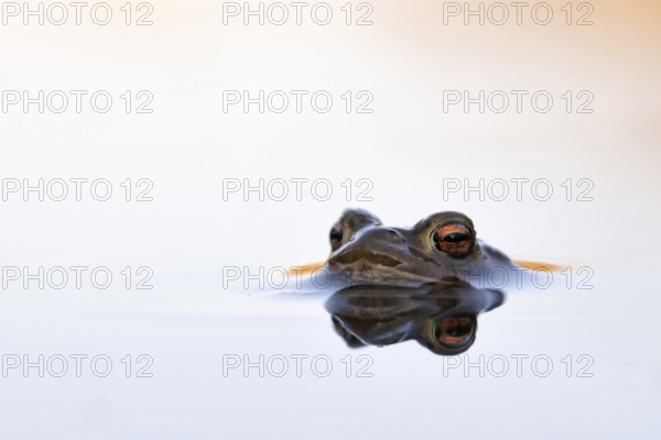 Waiting... Common toad (Bufo bufo) in spawning waters, waiting for a female ready to mate, typical toad eyes, beautiful light, native amphibians, toads, nature, Rhineland, Cologne Bay, Regier, North Rhine-Westphalia, Germany, Western Europe