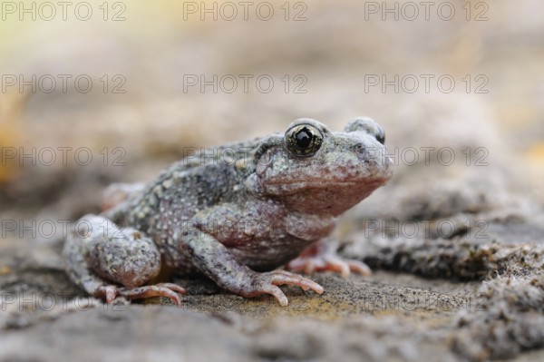 Predominantly nocturnal... Northern midwife toad (Alytes obstetricans) perfectly camouflaged, adapted to the environment, in a quarry, rare toad species in Germany, Sauerland, North Rhine-Westphalia, Germany, Western Europe