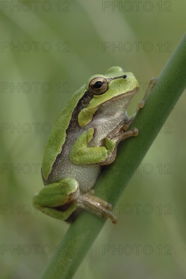 Yellow-green... European tree frog (Hyla arborea) resting in the reeds on a stem during the day, probably the most beautiful native frog, known as the weather frog, typical fairy tale frog, North Rhine-Westphalia, Germany, Western Europe