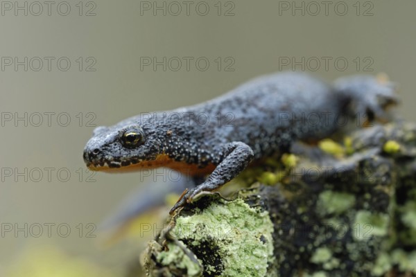 On the way to the spawning waters... Alpine newt (Ichthyosaura alpestris) in splendour, native, beautifully marked amphibian species, amphibian, newt, Lower Rhine, North Rhine-Westphalia, Germany, Western Europe