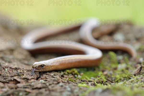 Snake-like... Slow worm (Anguis fragilis), common, native reptile, belongs to the lizards, is not a snake, rests on a fallen tree trunk, warms itself in the sun, lashes with its tongue, North Rhine-Westphalia, Germany, Western Europe