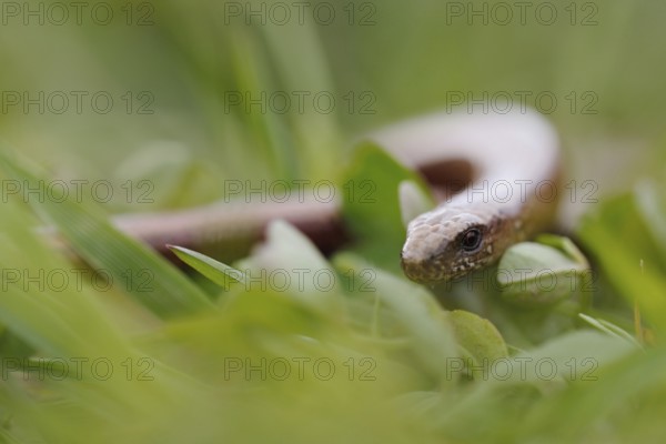 On the move in the grass... Slow worm (Anguis fragilis) meandering through a meadow, slow worms are lizards, lizards, reptiles, but not snakes, detailed close-up, North Rhine-Westphalia, Germany, Western Europe