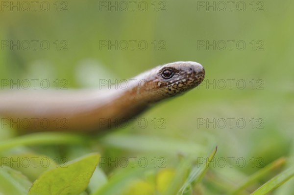 Out and about in the grass... Slow worm (Anguis fragilis), in some places common native reptile, belongs to the lizards, not snakes, North Rhine-Westphalia, Germany, Western Europe