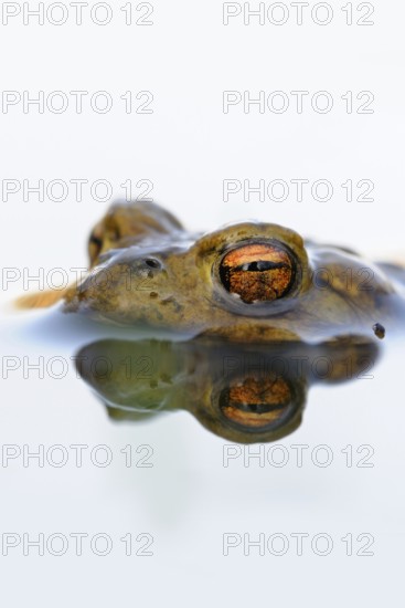 Toad eyes... Common toad (Bufo bufo), male toad waiting in spawning waters for a female ready to mate, looking out, floating in the water, native amphibians, amphibians, toads, nature, Lower Rhine, Rhineland, North Rhine-Westphalia, Germany, Western Europe