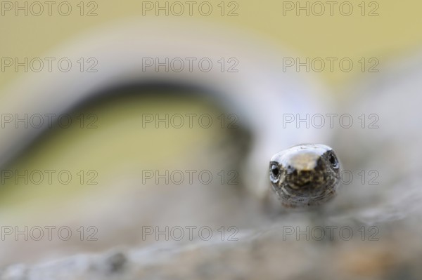 Lizard eyes... Slow worm (Anguis fragilis), frontal close-up, head portrait, direct eye contact, eye to eye with the lizard, lizard, reptile, no snake, dragon-like head, Lower Rhine, North Rhine-Westphalia, Germany, Western Europe