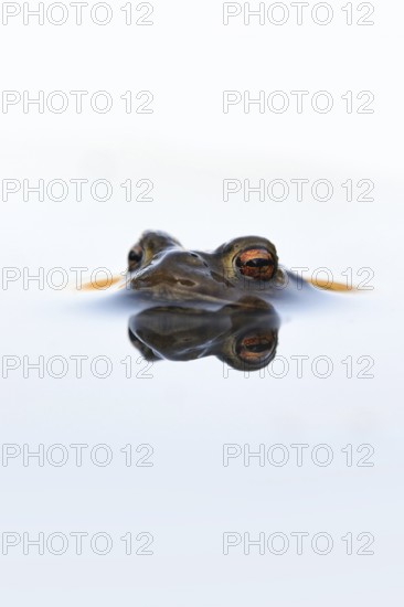 In spring... Common toad (Bufo bufo), male toad patiently waiting in spawning waters for a female ready to mate, swimming on the surface, on the lookout, native amphibians, toads, nature, North Rhine-Westphalia, Germany, Western Europe