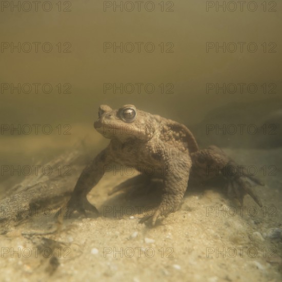 During the spawning season... Common toad (Bufo bufo) under water, sitting on the bottom of a body of water, waiting for a female, native amphibians, wildlife, nature, Lower Rhine, Rhine district Neuss, North Rhine-Westphalia, Germany, Western Europe