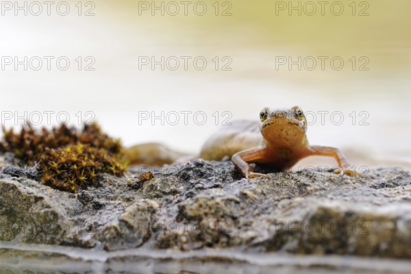 Amphibians in Germany... Pond newt (Lissotriton vulgaris), more common newt, newt species, in the pond of a quarry in the Sauerland, showing its colourful red-yellow throat, North Rhine-Westphalia, Germany, Western Europe