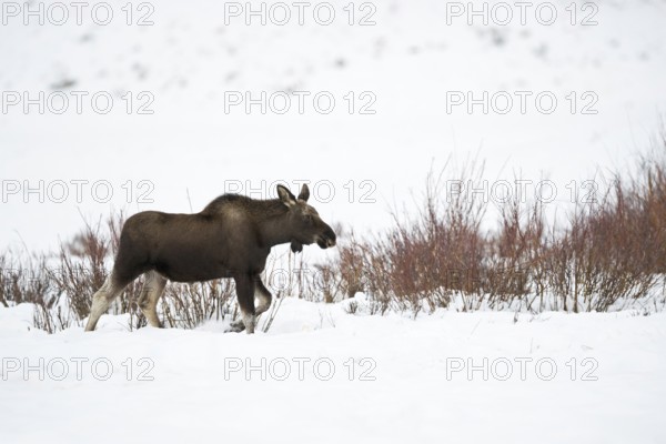 Elk (Alces alces), young bull elk with freshly shed antlers, without antlers in winter, trudging, walking in typical environment, in habitat through high snow, typical elk posture, funny picture, side view, nature in Yellowstone NP, Wyoming, North America, United States of America