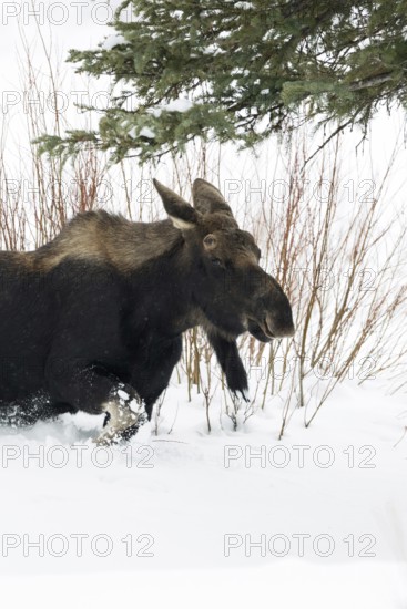 Elk (Alces alces) in winter, young bull, without antlers, roaming through typical habitat, running, breaking through high snow, nature in Yellowstone NP, USA, Yellowstone, Montana, North America, United States of America