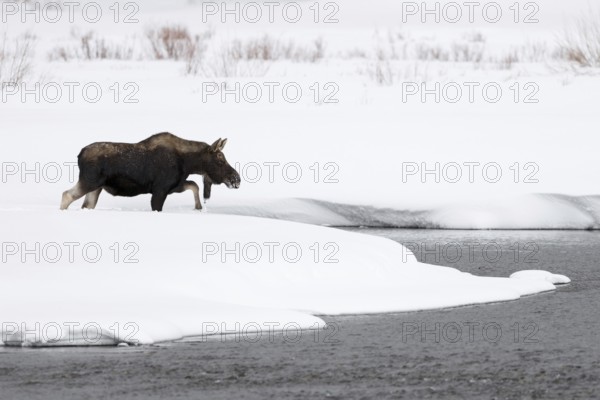 Deep winter... Moose (Alces alces), young bull moose trudges through high snow towards a river, which he will cross despite the cold, moose are very robust animals that can withstand extreme weather conditions, nature in Yellowstone NP, Wyoming, North America, United States of America