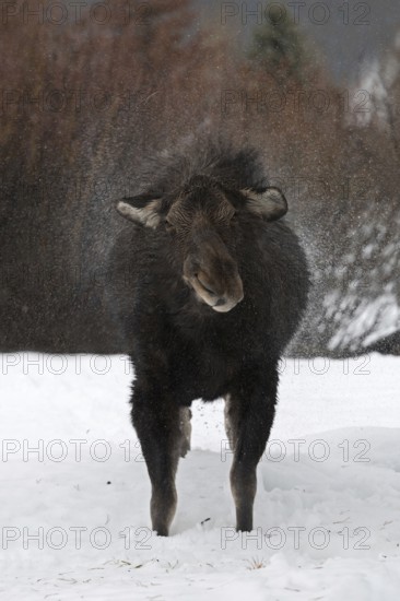 Something to smile about... Moose (Alces alces) shakes the water out of its fur in rainy weather and snowy conditions, so that it splashes far around, also note the facial expression of the moose :-), funny picture, nature in Yellowstone NP, Grand Teton, Wyoming, North America, United States of America