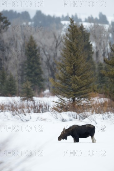 In typical habitat... Elk (Alces alces), young bull elk, shed antlers, in winter with snow, nature in Yellowstone NP, Grand Teton, Wyoming, North America, United States of America, USA