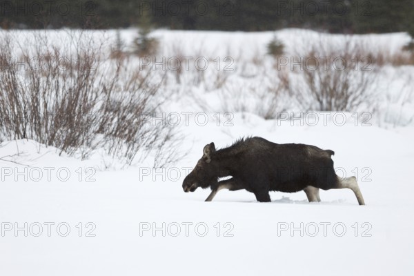 Elk (Alces alces) in winter, young bull, without antlers, roaming through typical habitat, running, breaking through high snow, nature in Yellowstone NP, Grand Teton NP, USA, Wyoming, North America, United States of America