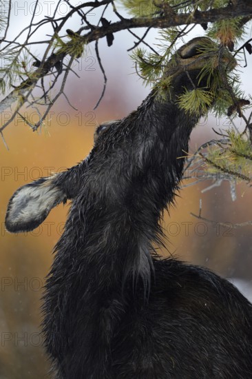 Moose (Alces alces), cow moose in winter, close-up, close-up, funny head portrait, cropped view, eating from the needles of a pine tree, seems to be hungry, nature in Yellowstone NP, Grand Teton NP, Wyoming, North America, United States of America, USA