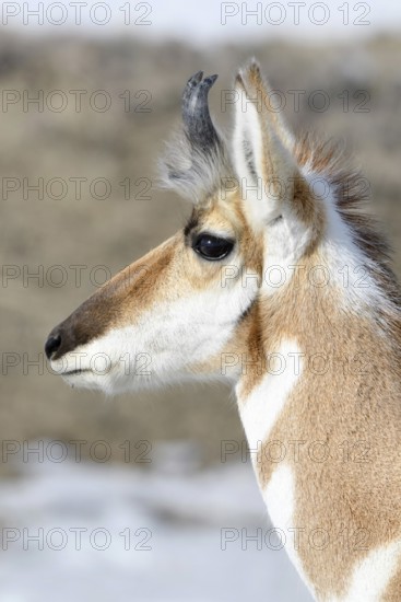 Detailed head portrait... Pronghorn (Antilocapra americana), also called pronghorn antelope, male animal, wildlife, nature in Yellowstone NP, Wyoming, North America, United States of America