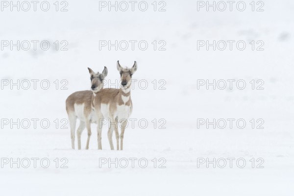 Pronghorn antelopes, pronghorn antelopes (Antilocapra americana), two females in winter in a snowstorm, extreme weather conditions, standing close together, looking around attentively, nature in Yellowstone NP, USA, Yellowstone, Wyoming, North America, United States of America
