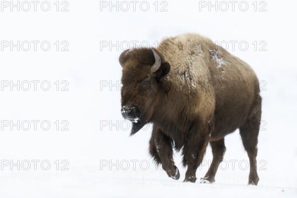 Enormous... American Bison (Bison bison), impressive female animal, bison cow runs over snow in winter, American national animal, largest and heaviest land mammal in the USA, Yellowstone, Wyoming, North America, United States of America