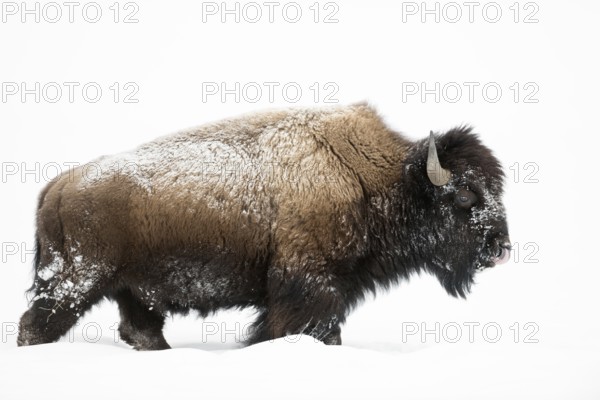 Impressive, primeval animals... American Bison (Bison bison), strong bison bull in deep winter, fur covered by ice and snow, licking his nostrils, detailed side view, Yellowstone, Wyoming, North America, United States of America