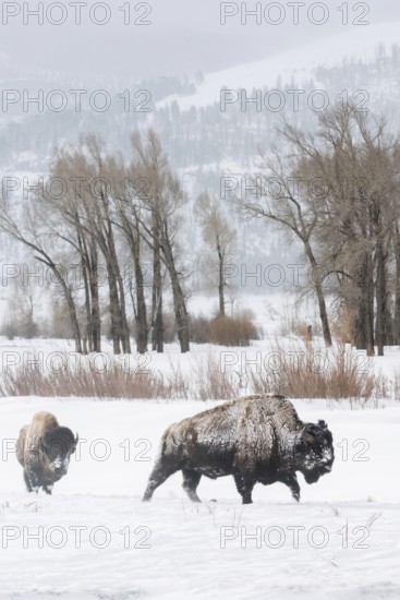 In the wide valley... American Bison (Bison bison) in winter, American Bison in the wide, snow-covered plateau of the Lamar Valley at a prominent location in Yellowstone NP, Yellowstone NP, Montana, North America, United States of America