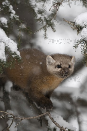 Pine marten (Martes americana) sits hidden in the branches of a conifer covered with snow in winter, is hunting in light snowfall, looks fierce, determined, frontal, side view, Yellowstone, Wyoming, North America, United States of America