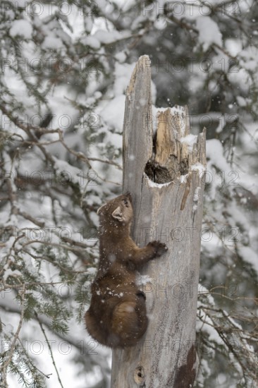 Articulated... American pine marten (Martes americana), also called spruce marten, climbing up an old rotten tree in winter during snowfall, Yellowstone NP, USA, Yellowstone, Wyoming, North America, United States of America