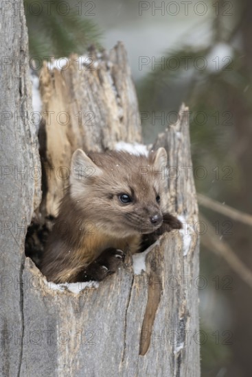 Cute little fellow... American pine marten (Martes americana), also called spruce marten, hides, looks curiously out of a broken tree stump in winter with light snowfall, funny picture, series animal children, Yellowstone, Wyoming, North America, United States of America