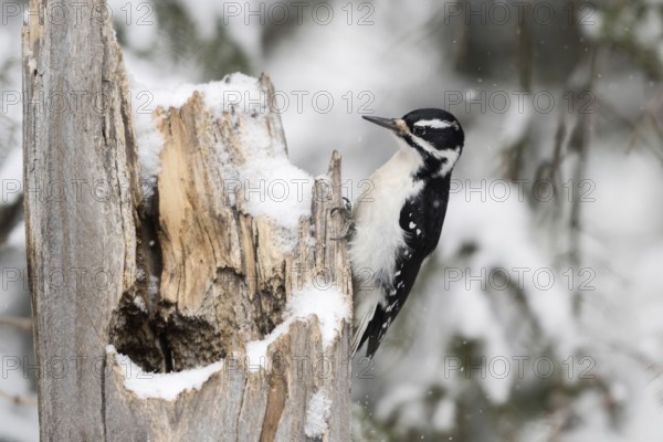 Hairy woodpecker (Picoides villosus), adult female in winter, sitting in typical woodpecker manner on a dead tree trunk, looking for food, wildlife, nature in Yellowstone NP, USA, Wyoming, North America, United States of America
