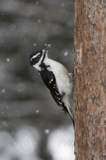Hairy woodpecker (Picoides villosus), North American woodpecker species, side view, sitting on a tree trunk in a woodpecker-like manner during snowfall, on a conifer, nature in Yellowstone NP, Wyoming, North America, United States of America