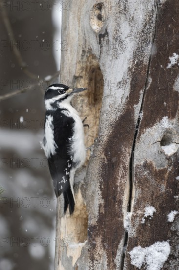 Building a cave... Hairy woodpecker (Picoides villosus), North American woodpecker species, woodpecker building a cave in a rotten tree trunk during snowfall, sitting at the cave entrance, nature in Yellowstone NP, Wyoming, North America, United States of America