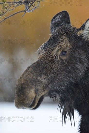 Elk portrait... Elk (Alces alces), detailed close-up, detailed head portrait of a cow elk in rainy weather in winter, wildlife, Grand Teton National Park, USA, nature in Yellowstone NP, Wyoming, North America, United States of America