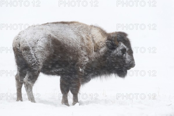 Tough as nails... American Bison (Bison bison) in a snowstorm, blizzard in Yellowstone National Park, stands up to winter, head and body are encrusted with snow and ice, robust and resilient, American national animal, largest and heaviest land mammal in the USA, Yellowstone, Wyoming, North America, United States of America