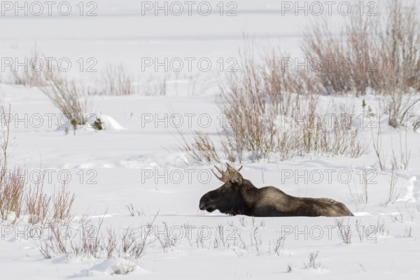 In the depths of winter... Moose (Alces alces), bull moose with shovel antlers lying on an open area in the high snow and resting, wildlife, animals, mammals, nature in Yellowstone NP, North America, USA, Canada, Wyoming, North America, United States of America