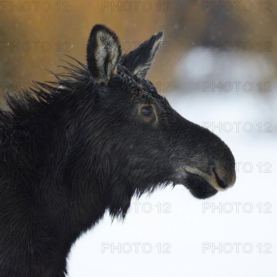 Elk (Alces alces), elk calf, head portrait of a young animal on a rainy day in winter, fur is soaked to the skin, in the rain, detailed close-up, portrait, cropping, wildlife, nature in Yellowstone NP, Grand Teton, Wyoming, USA, North America, United States of America