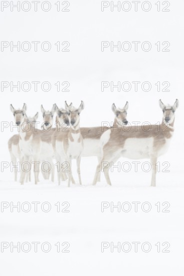 Pronghorn antelopes (Antilocapra americana), herd, group in winter in a snowstorm, extreme weather conditions, stand close together, protect each other, look attentively into the camera, fastest land mammal after the cheetah, occurrence in the prairies of America and the Sonora Desert, nature in Yellowstone NP, USA, Yellowstone, Wyoming, North America, United States of America