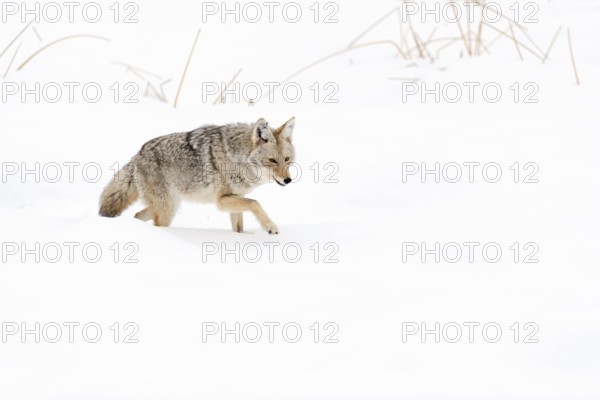 Coyote (Canis latrans) in winter, struggling through high snow, light snowfall, in beautiful snow-covered natural surroundings, nature in Yellowstone NP, Wyoming, USA, North America, United States of America