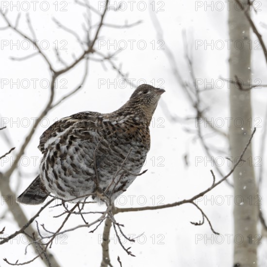 Ruffed grouse (Bonasa umbellus) in winter, sitting high in a tree on a thin branch in light snowfall, looking for food, eating buds, nature in Yellowstone NP, Wyoming, North America, United States of America, USA