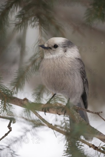 Short, pointed beak... Tit Jay (Perisoreus canadensis), typical, characteristic bird of the coniferous forests of North America, belongs like all jays to the raven family, with its untypical short beak rather resembles a titmouse, looks fluffy, nature in Yellowstone NP, Wyoming, North America, United States of America