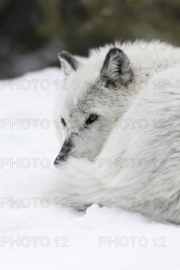 Curled up in the snow... Timberwolf (Canis lupus lycaon), grey wolf, grey wolf or simply wolf in winter, resting in the snow, protects the sensitive side of the belly by curling up, but also helps against heat loss in the cold, nature in Yellowstone NP, Wyoming, North America, United States of America