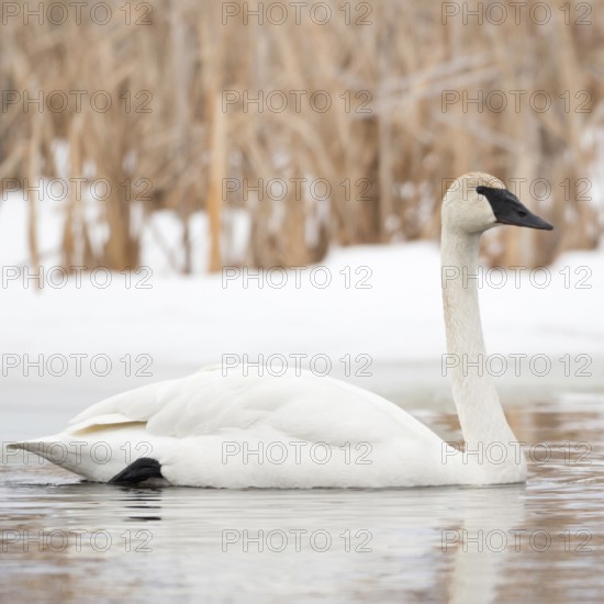 Swimming... Trumpeter Swan (Cygnus buccinator), largest swan on earth, one of the largest flying birds ever, name derives from the typical calls, nature in Yellowstone NP, Grand Teton NP, Wyoming, North America, United States of America