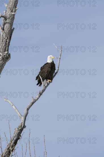 Majestic... Bald eagle (Haliaeetus leucocephalus) on its perch, perch in a tree, probably an American poplar, large bird of prey, American heraldic bird, Yellowstone, nature in Yellowstone NP, North America, United States of America