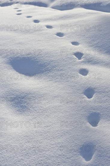 Tracks in the snow... Red fox (Vulpes vulpes), animal track, fox footprint, fox track, animal track, fox track, track of a fox in high snow, nature in Yellowstone NP, Wyoming, North America, United States of America